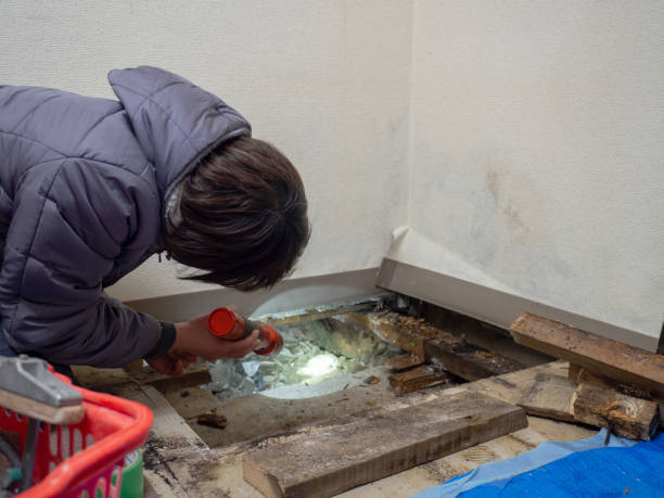 Best Environmental Consulting for Mold Prevention  in Haynesville, LA